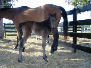 Daylee2007filly.JPG