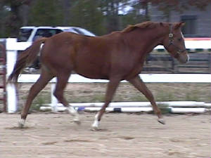 Ftrot2.jpg
