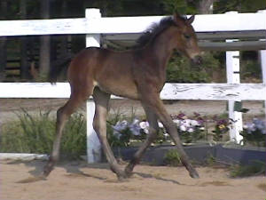 Lacytrot.jpg